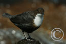 Dipper